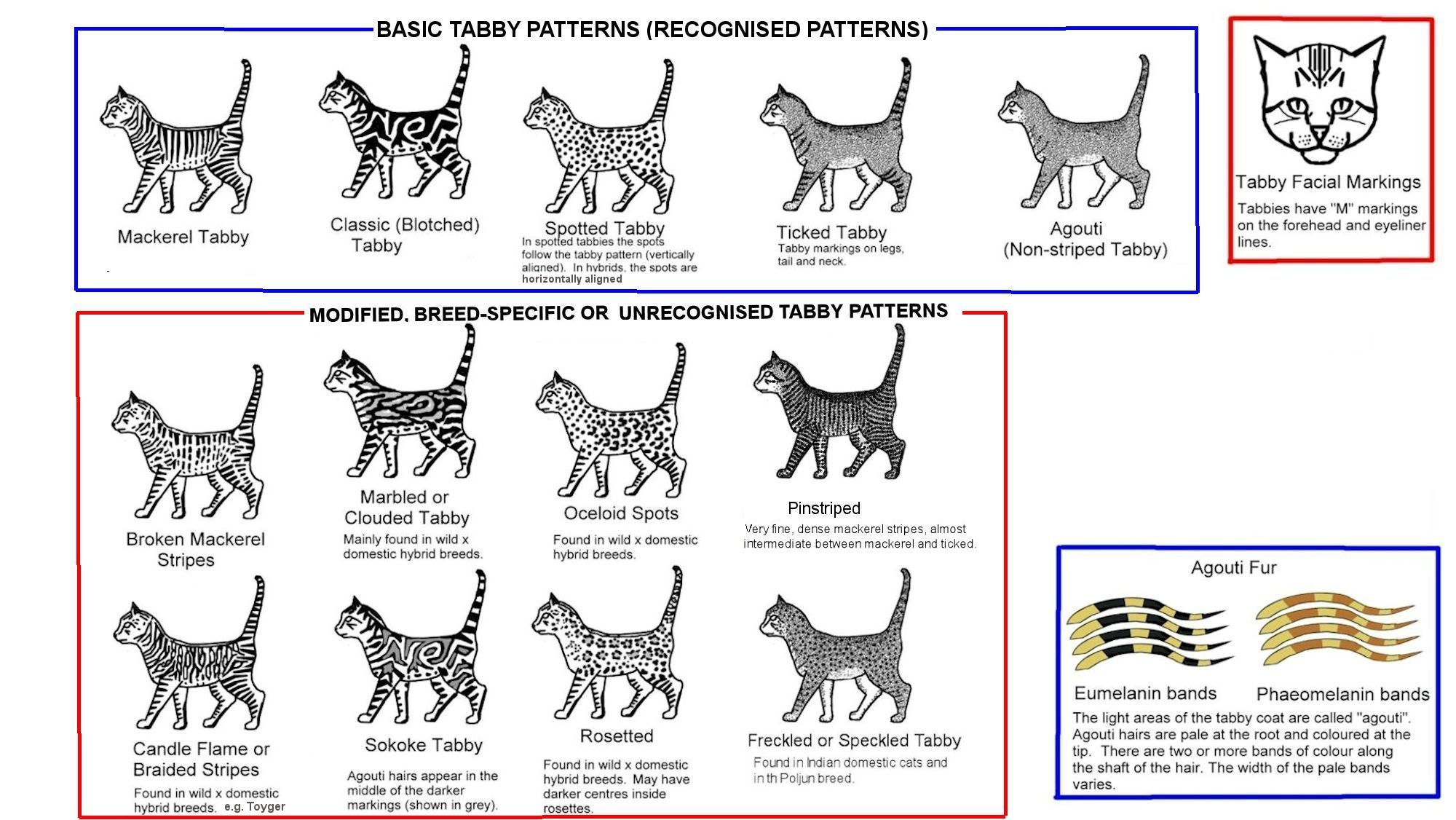 cat colours diagram chart