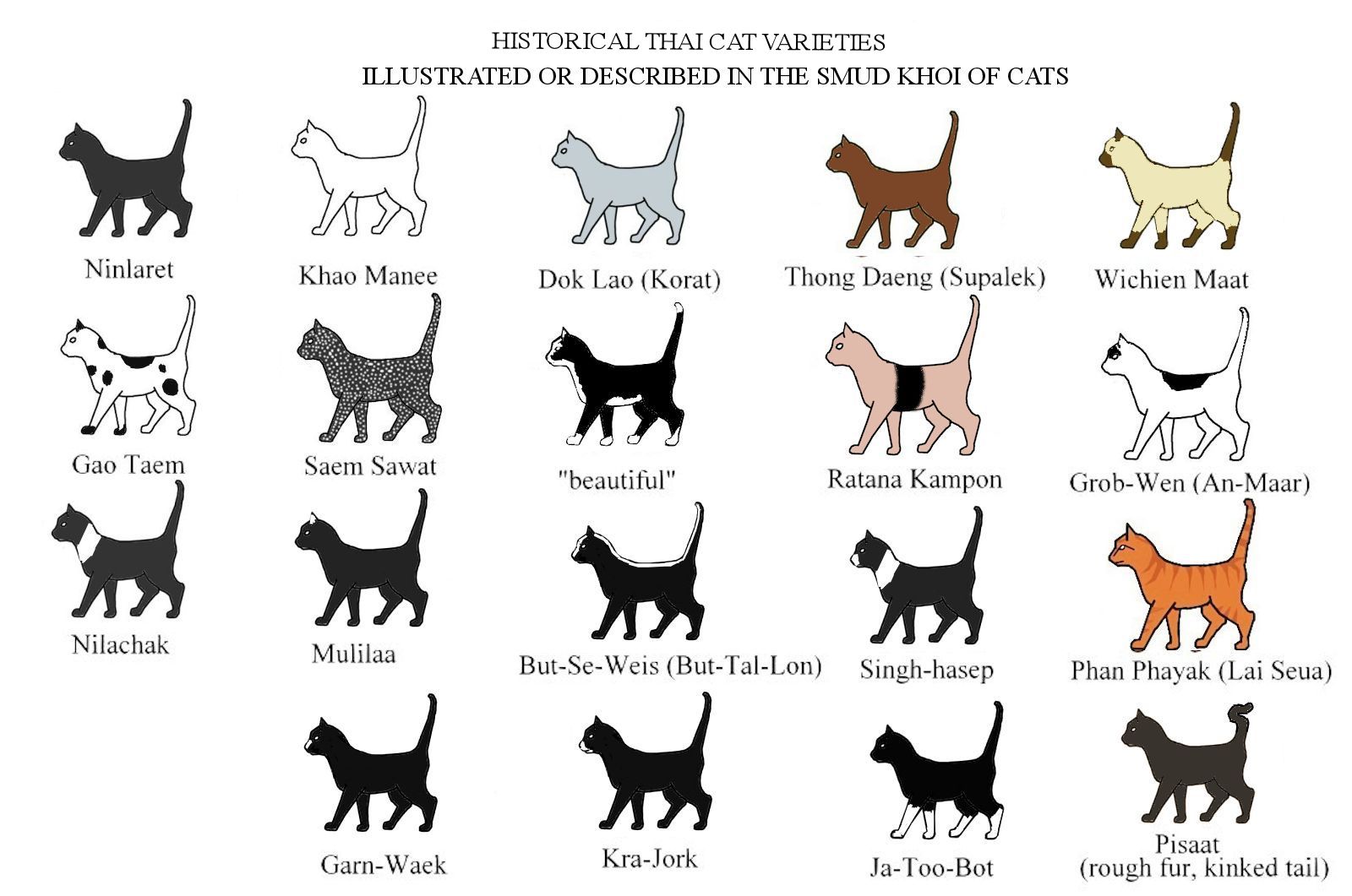 cat colours diagram chart