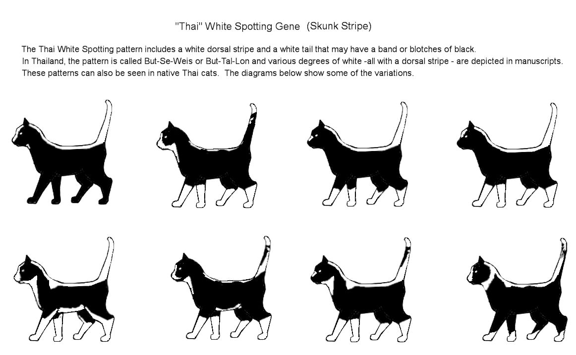 cat colours diagram chart