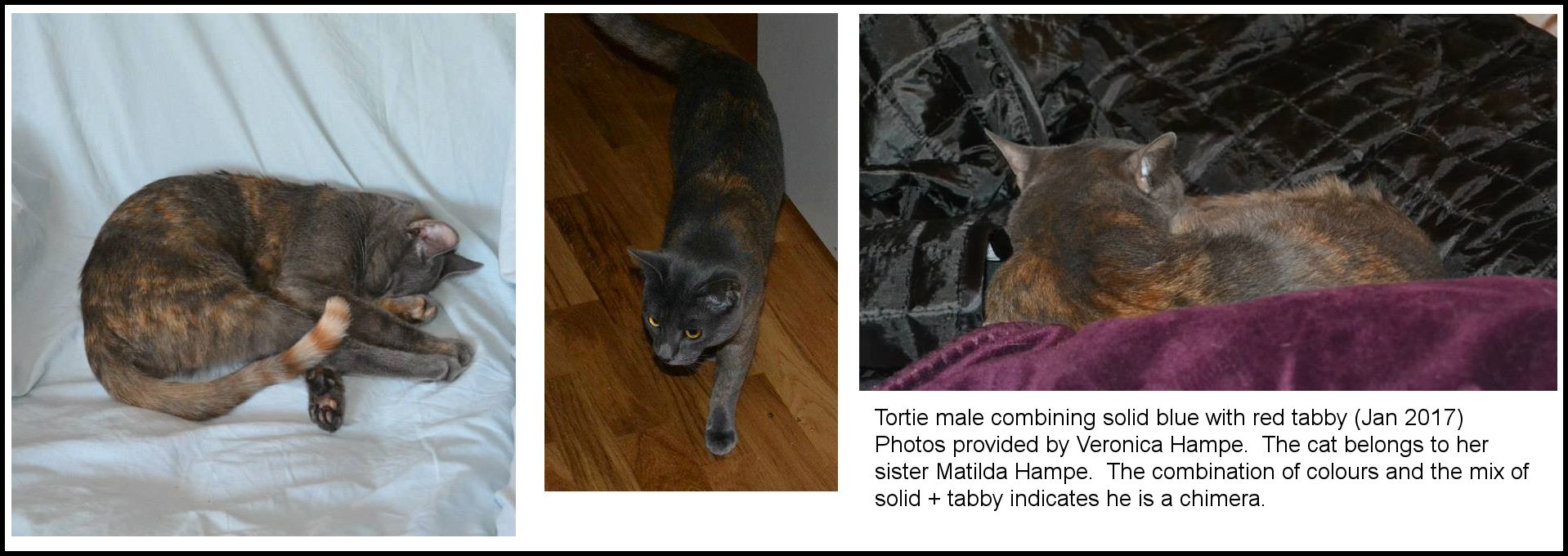 tortie tomcat