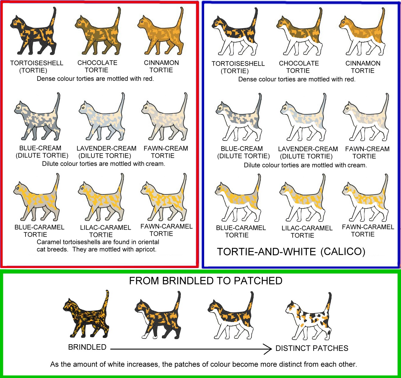 cat colours diagram chart