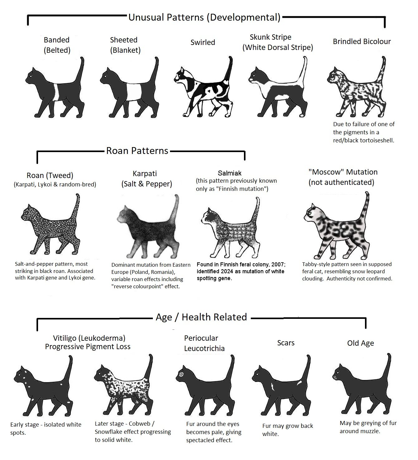 cat colours diagram chart