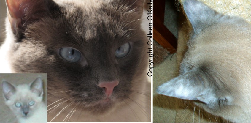 cat with vitiligo