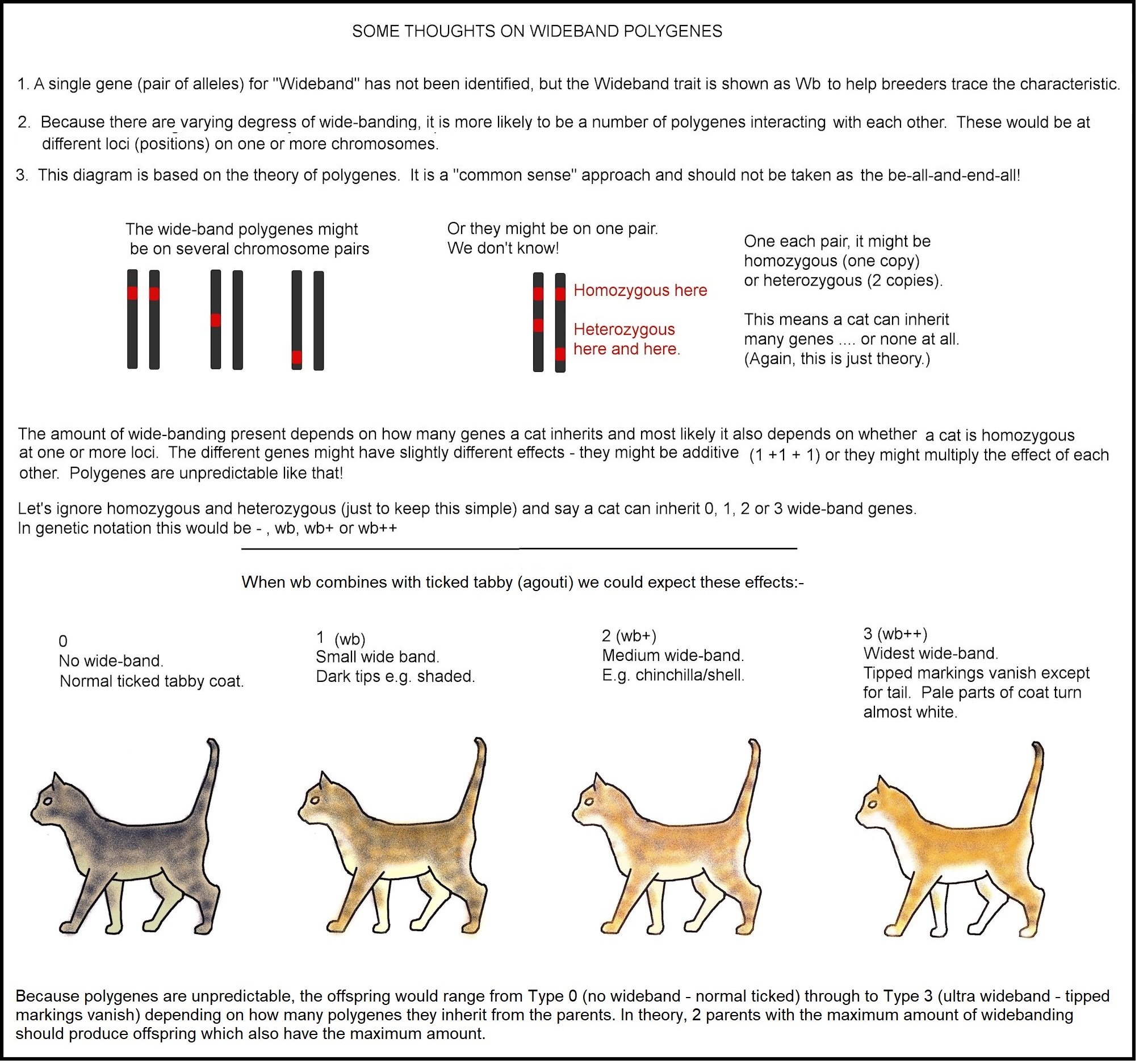 cat coat colours wideband polygenes